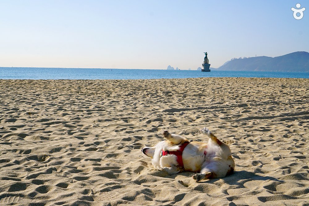 부산에서 팬미팅 한 강아지 | 인스티즈