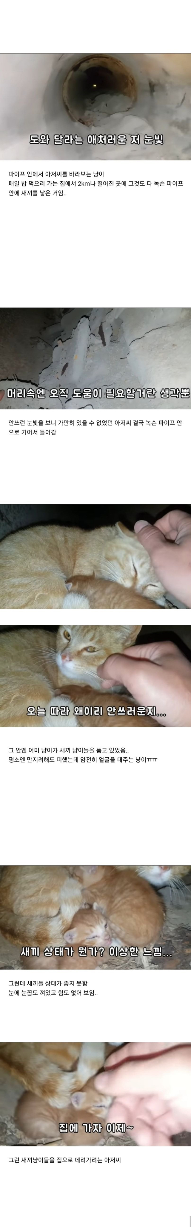 도움을 요청하는 길냥이를 2km나 따라간 고알못 아저씨.jpg | 인스티즈