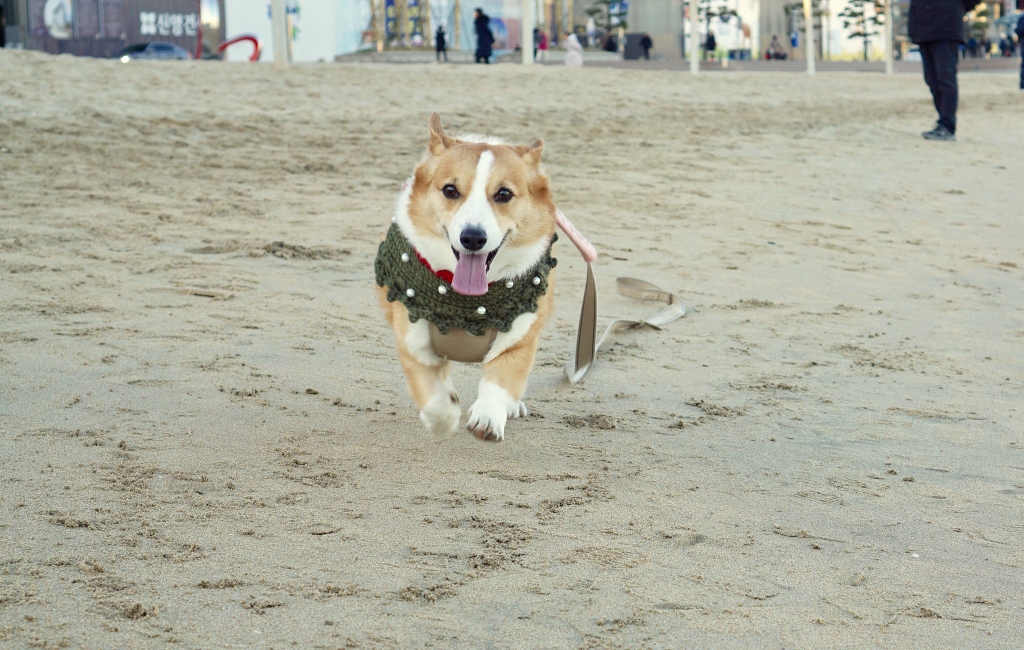 부산에서 팬미팅 한 강아지 | 인스티즈