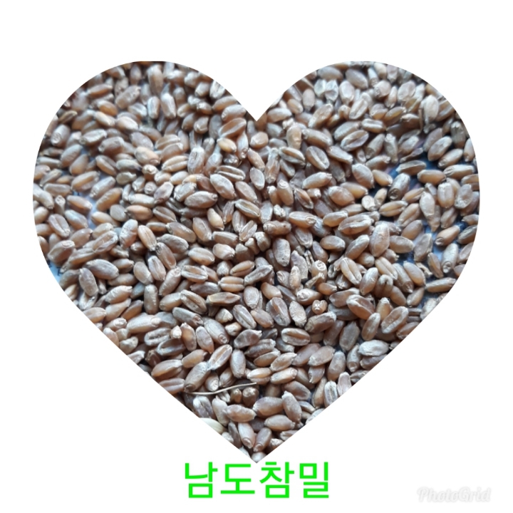 참밀 이미지