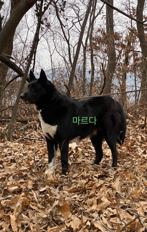 구르 이미지