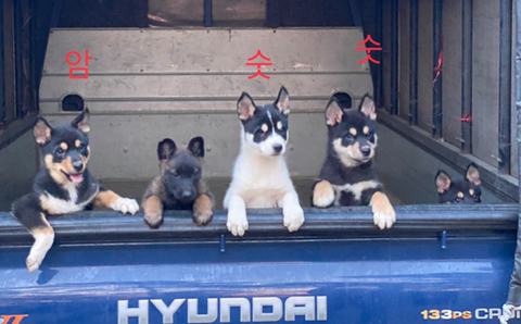 핑카 이미지