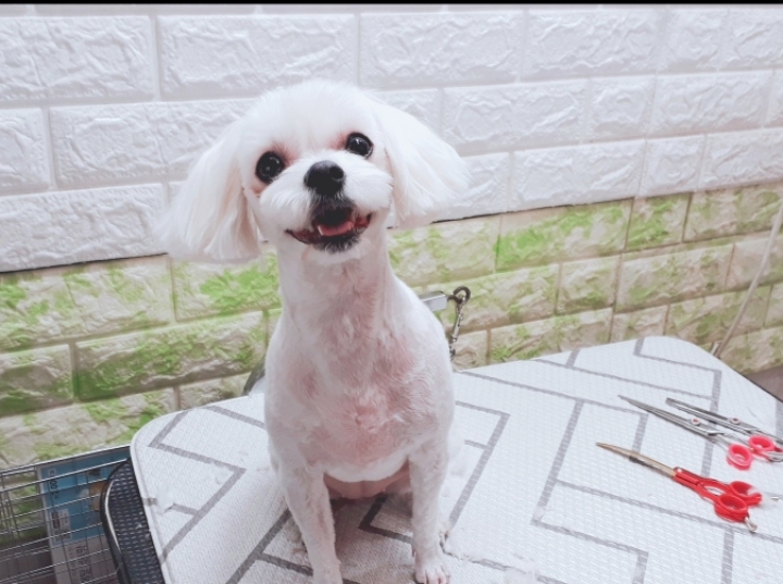 해피 이미지