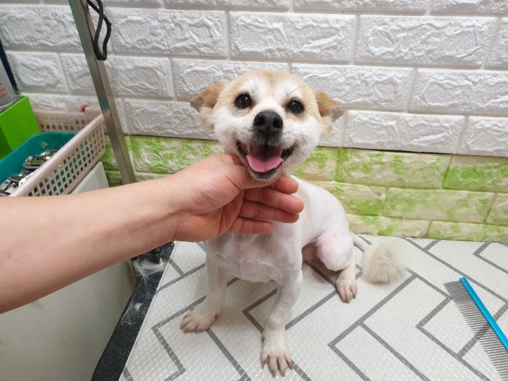 미용천재 이미지