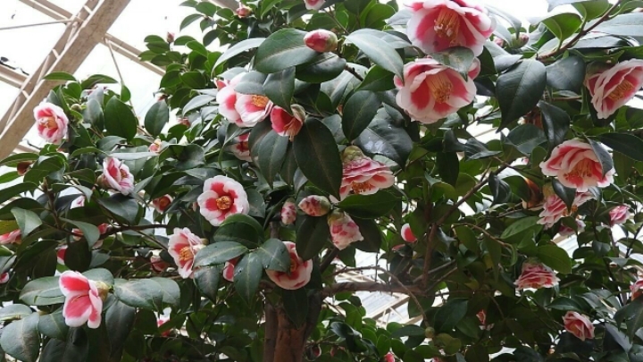 차화인 이미지