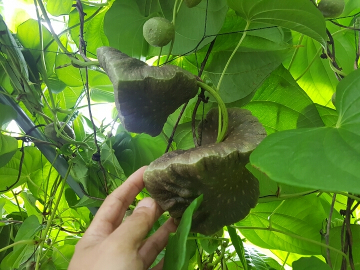 버섯돌이네농장 이미지
