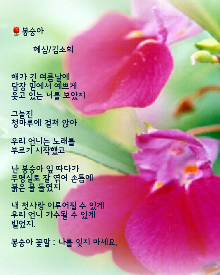 봉숭아 이미지