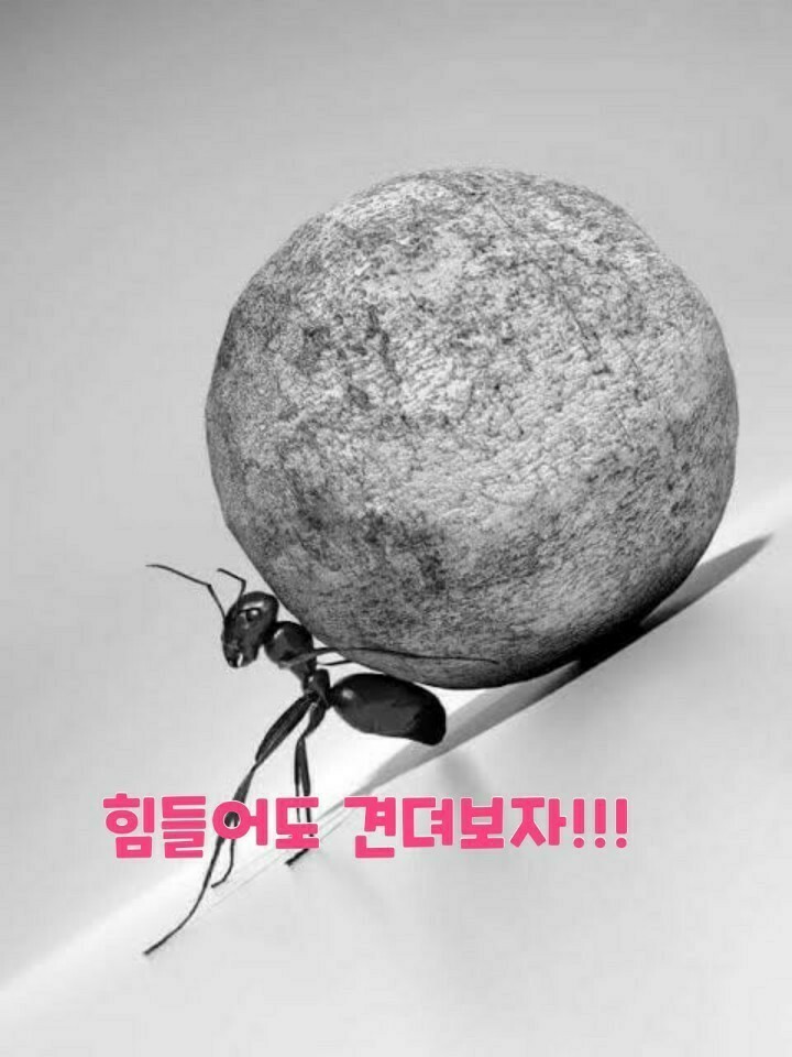 소블리 이미지