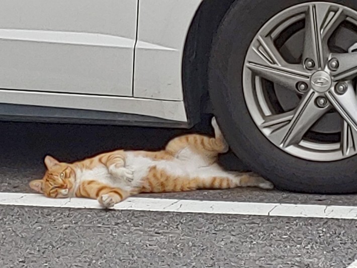 동네고양이 이미지