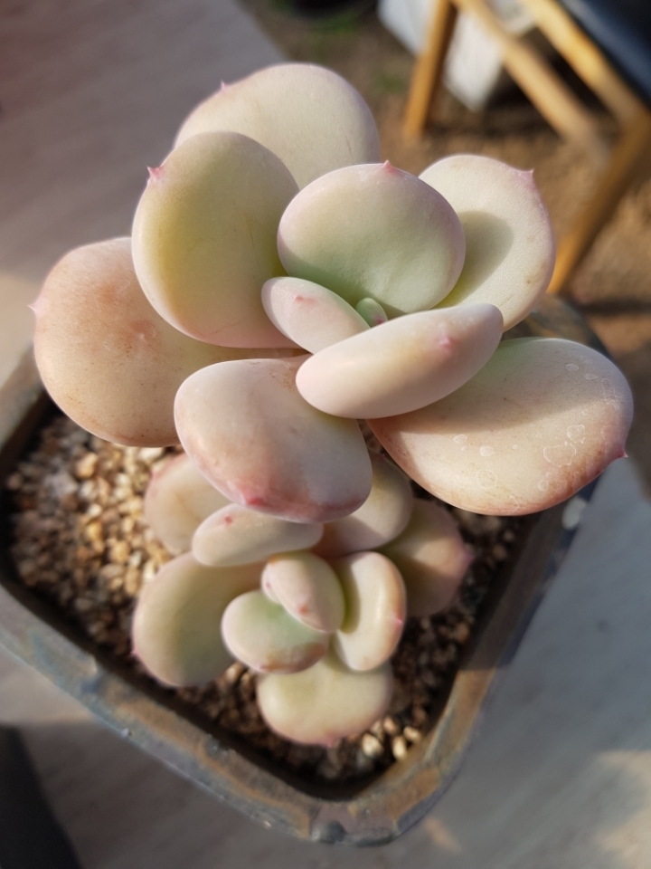 울리불리 이미지