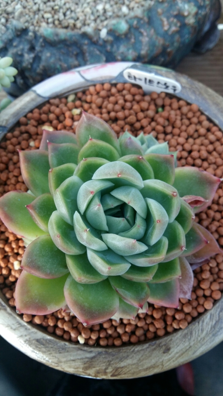 화이트스노우 이미지