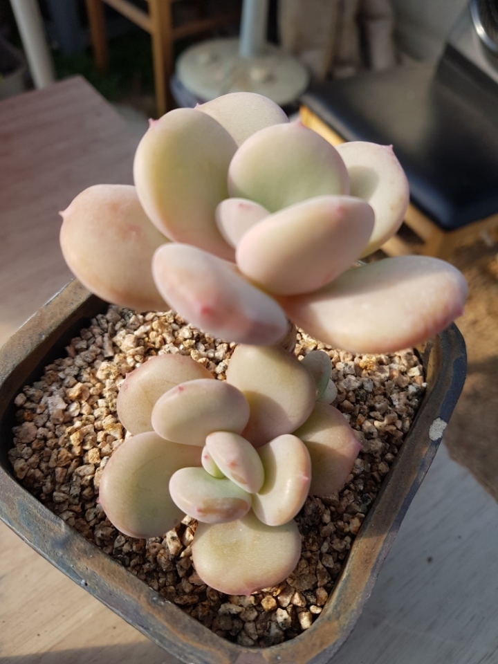 울리불리 이미지