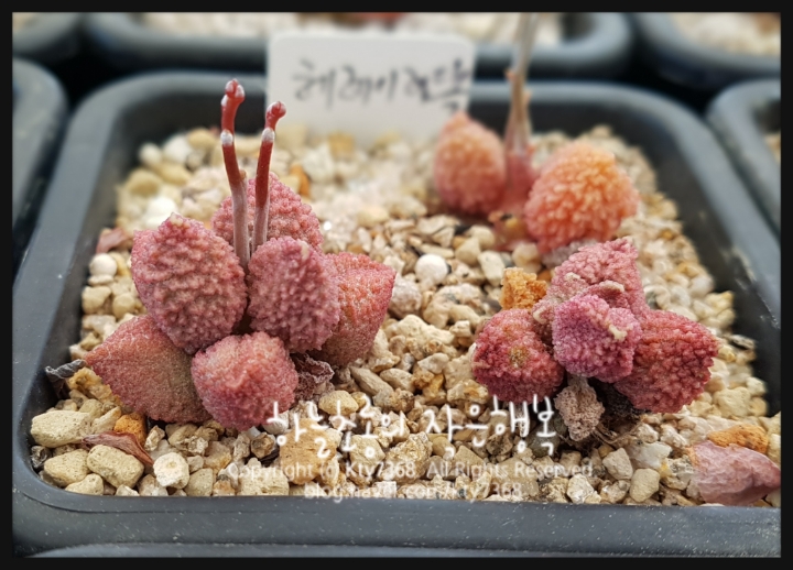 레드볼 이미지