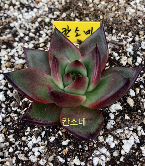 홍실 이미지