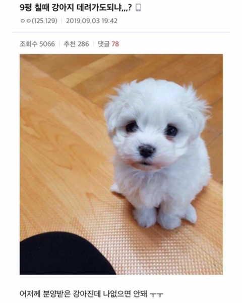 시험장에 강아지 데려가도되니? | 인스티즈