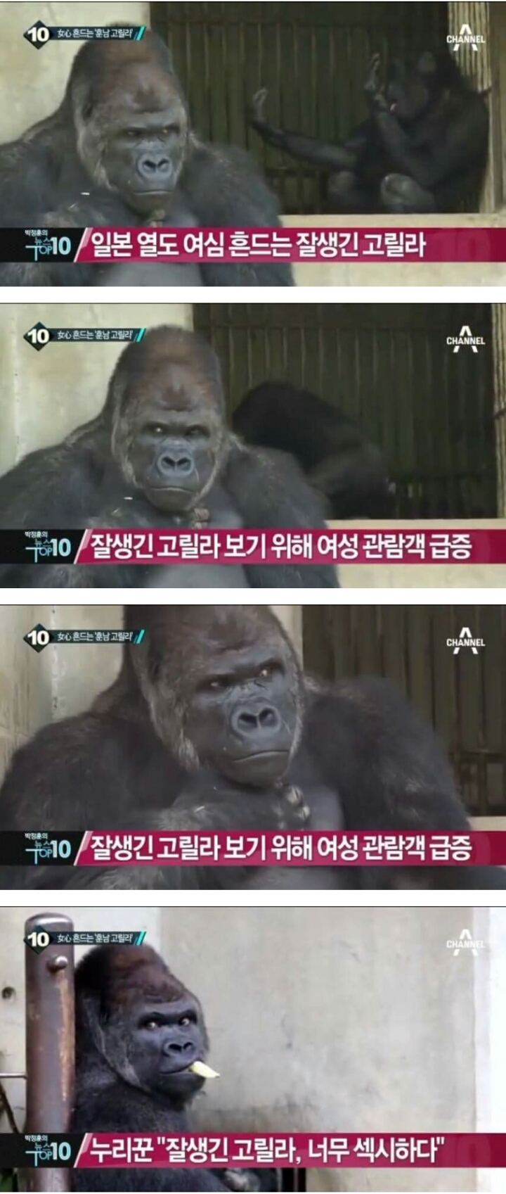 일본에서 모델까지 했던 잘생긴 고릴라 | 인스티즈