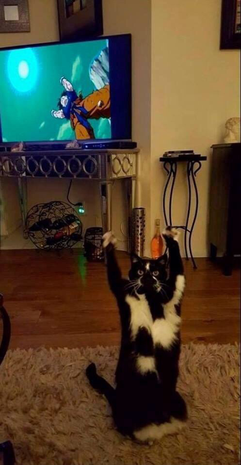 서 있는 고양이 모임 | 인스티즈