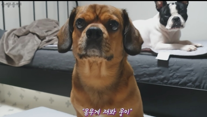 이정도면 안에 사람영혼 들어가있는거 같은 강아지 | 인스티즈