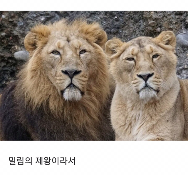 사자가숙제를 안하는이유 | 인스티즈