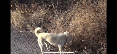 공장에서 평생 묶여사는 개 처음으로 산책시킨 유튜버 | 인스티즈
