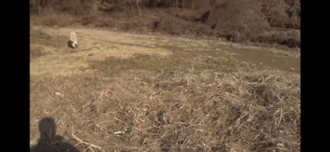 공장에서 평생 묶여사는 개 처음으로 산책시킨 유튜버 | 인스티즈