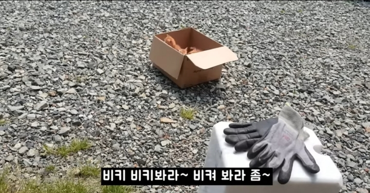 어머냥이 눈치보면서 냥이집 청소하는 아저씨ㅋㅋㅋ.jpg | 인스티즈