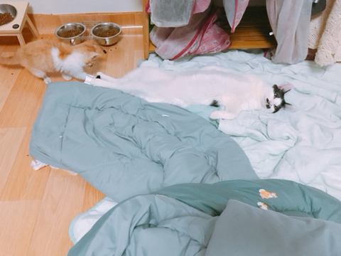 위험성을 고지하지않은 산책냥이 sns공유 및 유튜브 컨텐츠가 위험한 이유 | 인스티즈