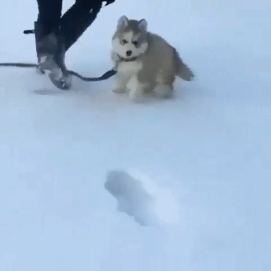 넘 가벼워서 발자국이 안 남는 댕댕잌ㅋㅋㅋㅋㅋㅋ.gif | 인스티즈