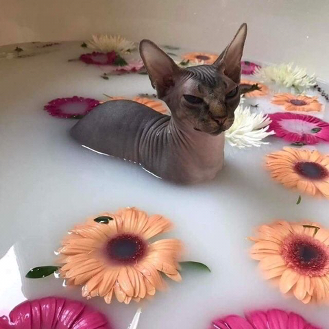 디저트정원 이미지