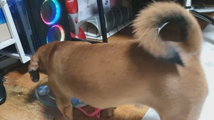 이정도면 안에 사람영혼 들어가있는거 같은 강아지 | 인스티즈