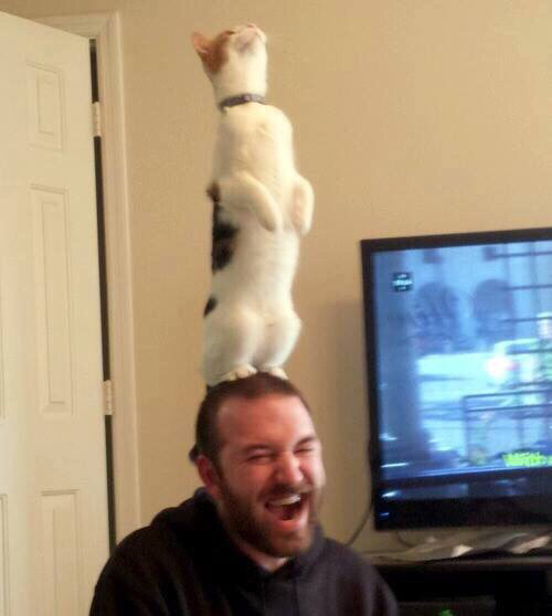 서 있는 고양이 모임 | 인스티즈