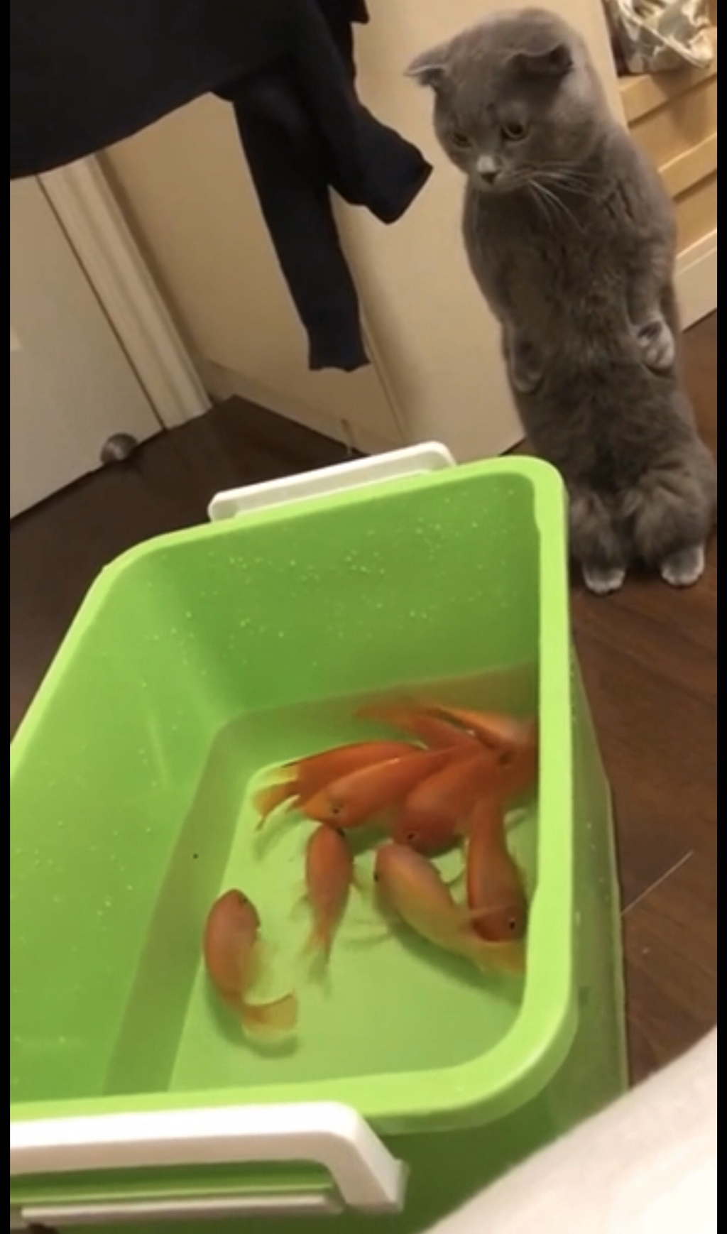 서 있는 고양이 모임 | 인스티즈