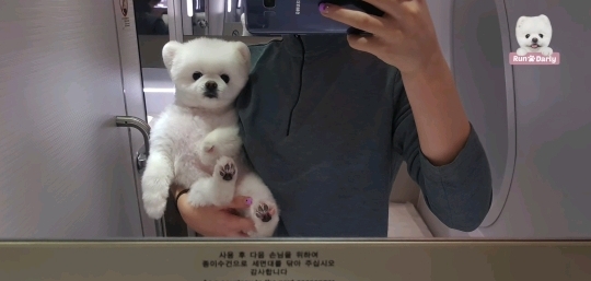 🐶강아지 달리의 비행기 1등석 체험기 .gif | 인스티즈