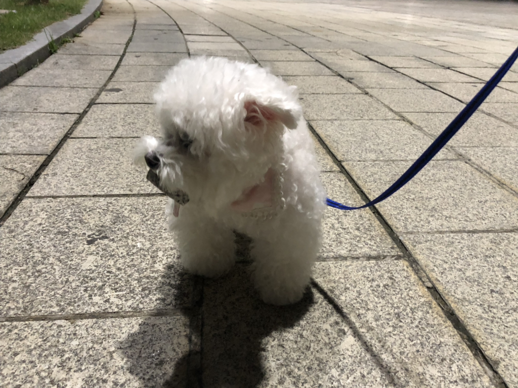강아지가 산책할 때 자꾸 돌을 물고다녀 | 인스티즈
