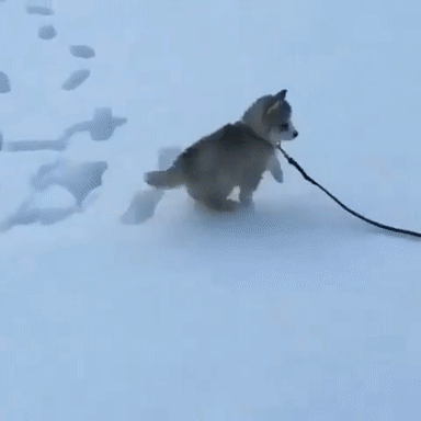 넘 가벼워서 발자국이 안 남는 댕댕잌ㅋㅋㅋㅋㅋㅋ.gif | 인스티즈
