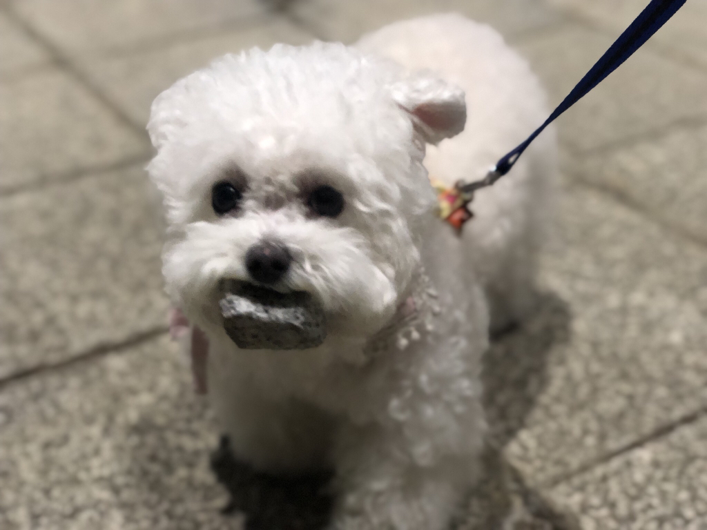 강아지가 산책할 때 자꾸 돌을 물고다녀 | 인스티즈