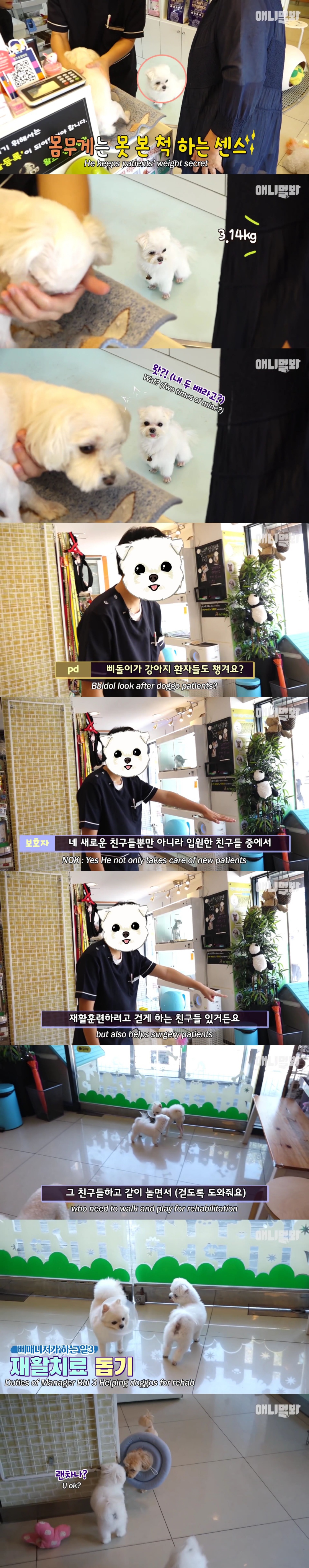 동물병원 매니저로 일하고 집은 공기 좋은 시골이고 좋아하는 방울토마토도 매일 먹는 금수저 강아지🍅.jpgif | 인스티즈