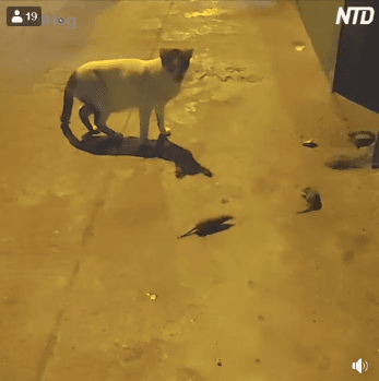 쥐 싸움 보는 고양이.gif | 인스티즈