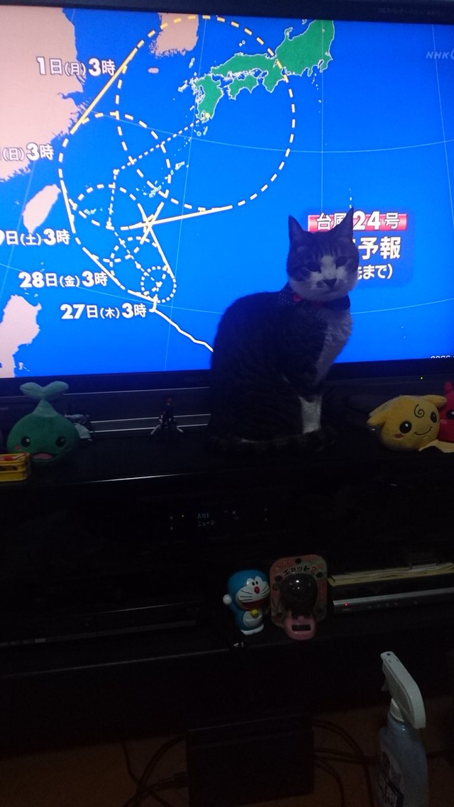 고양이 + TV = ....???? | 인스티즈