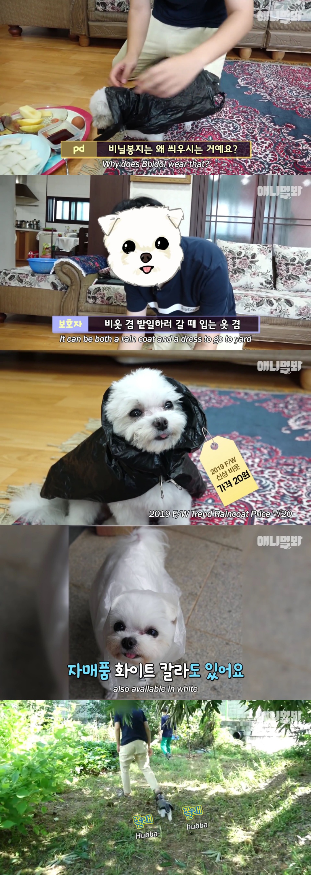 동물병원 매니저로 일하고 집은 공기 좋은 시골이고 좋아하는 방울토마토도 매일 먹는 금수저 강아지🍅.jpgif | 인스티즈