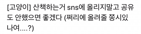 위험성을 고지하지않은 산책냥이 sns공유 및 유튜브 컨텐츠가 위험한 이유 | 인스티즈