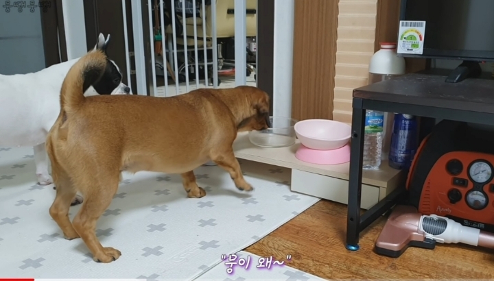 이정도면 안에 사람영혼 들어가있는거 같은 강아지 | 인스티즈