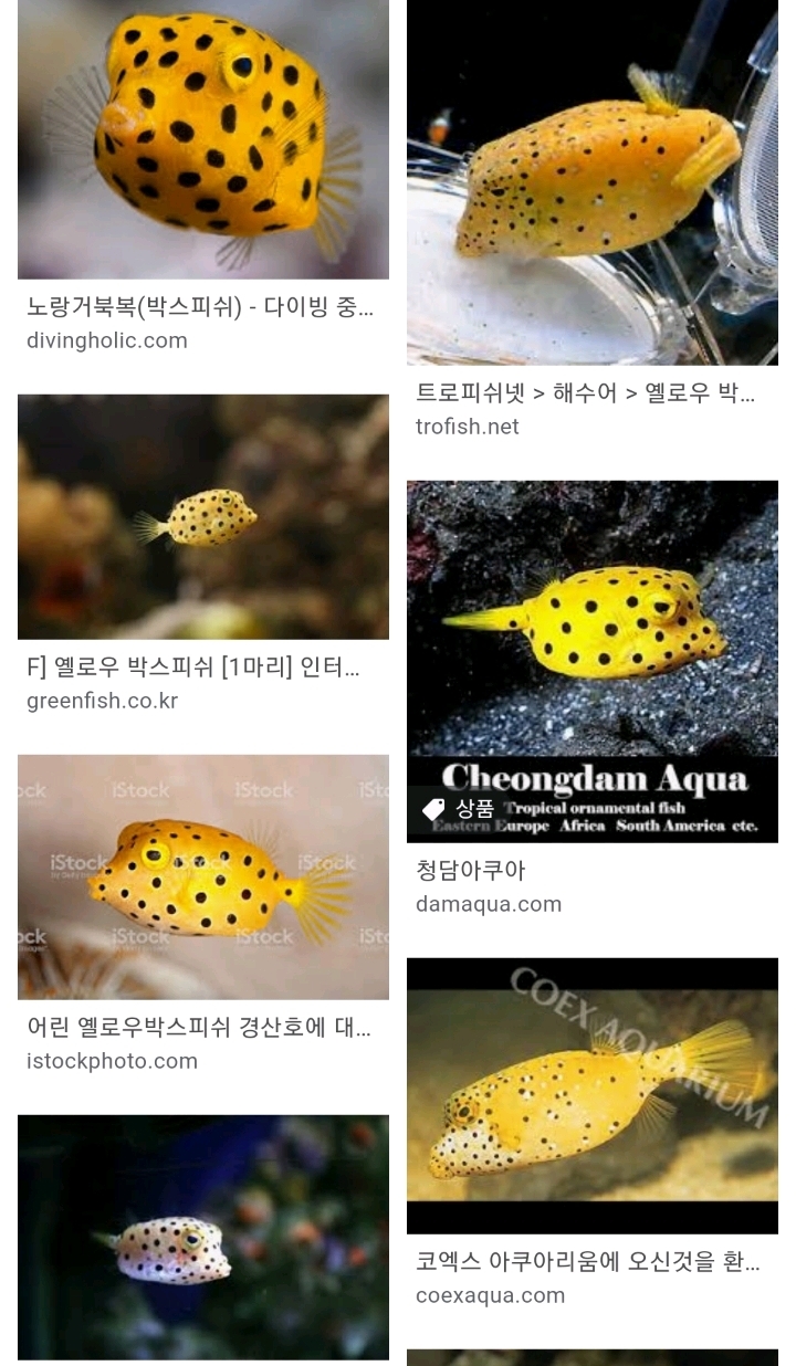 한남물고기 이미지