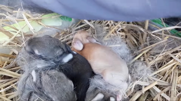 배수관에 낳은 새끼 토끼들 확인하기 &amp; 토끼장으로 이사하기 | 인스티즈
