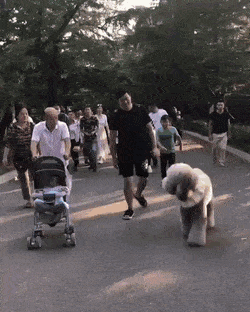 댕댕이는 다커서도 애기야.gif | 인스티즈