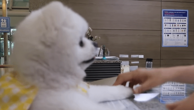 🐶강아지 달리의 비행기 1등석 체험기 .gif | 인스티즈