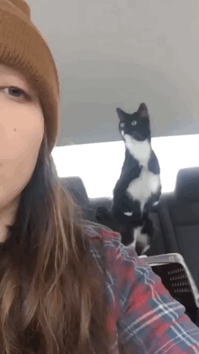 서 있는 고양이 모임 | 인스티즈