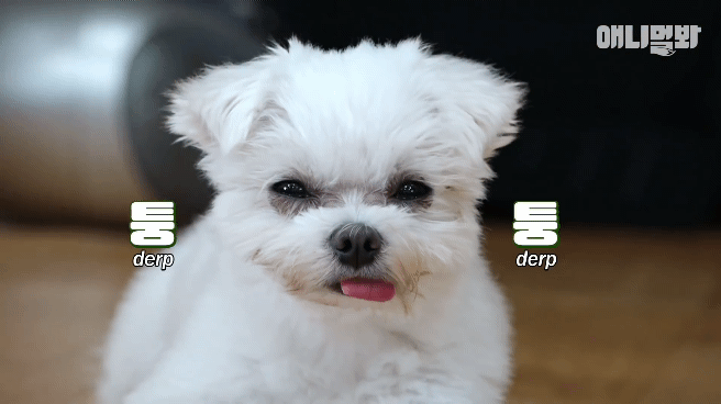 동물병원 매니저로 일하고 집은 공기 좋은 시골이고 좋아하는 방울토마토도 매일 먹는 금수저 강아지🍅.jpgif | 인스티즈