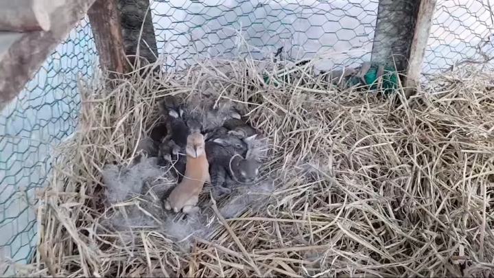 배수관에 낳은 새끼 토끼들 확인하기 &amp; 토끼장으로 이사하기 | 인스티즈