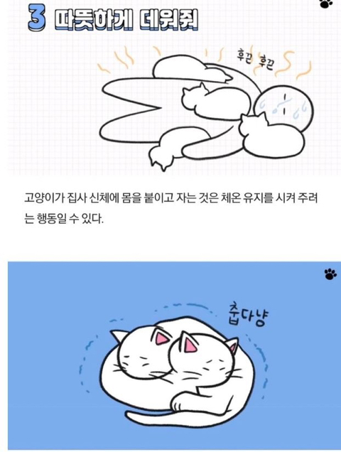 고양이가 당신을 아기로 여긴다는 증거 | 인스티즈